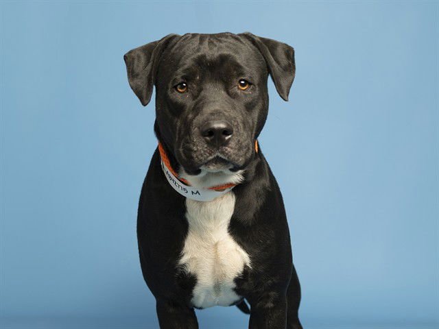 ANTON - American Pit Bull Terrier available for adoption