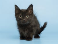 SALLY - Photo 1