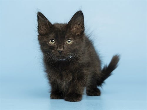 SALLY - Domestic Medium Hair available for adoption