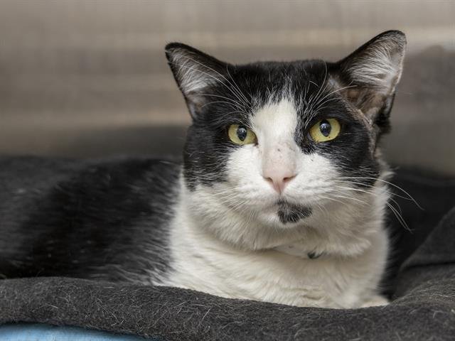 TOMMY - Domestic Short Hair available for adoption