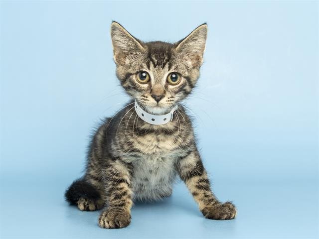 JOEY Image