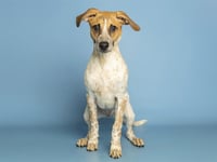 JASPER - Photo 1