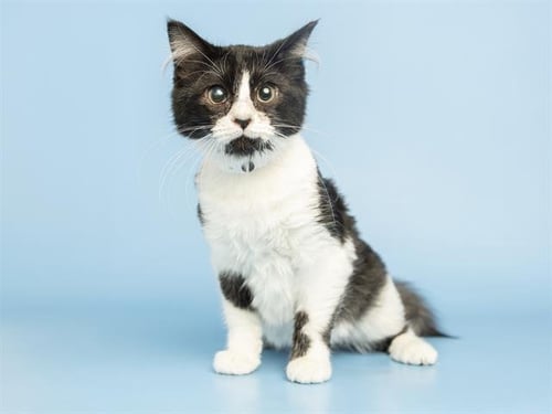 EMMY LOU - Domestic Short Hair available for adoption