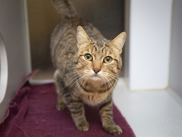 PETEY - Domestic Short Hair available for adoption