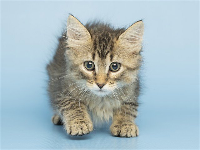 MILLIE Image