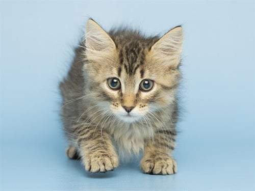 MILLIE - Domestic Long Hair available for adoption