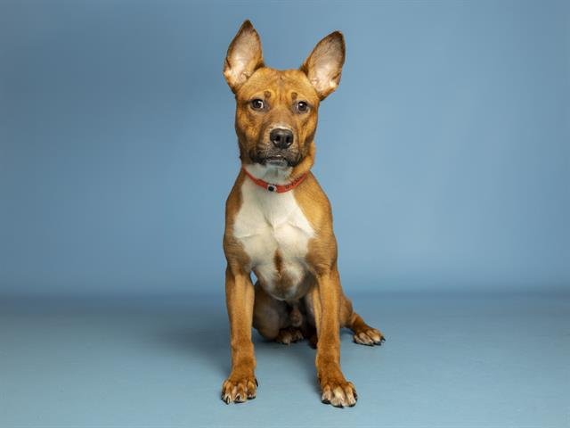 MISTER SWEETFACE Image