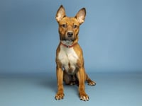 MISTER SWEETFACE - Photo 1