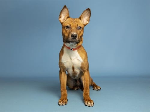 MISTER SWEETFACE - American Pit Bull Terrier available for adoption