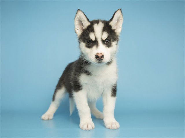 BLIZZARD - Husky available for adoption