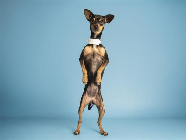 DORA - Chihuahua / Miniature Pinscher available for adoption