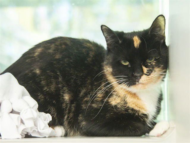 SHRIMP - Domestic Short Hair available for adoption