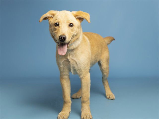 BUTTERBALL - Australian Kelpie available for adoption