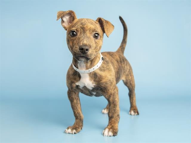 ROCKY - Chihuahua available for adoption