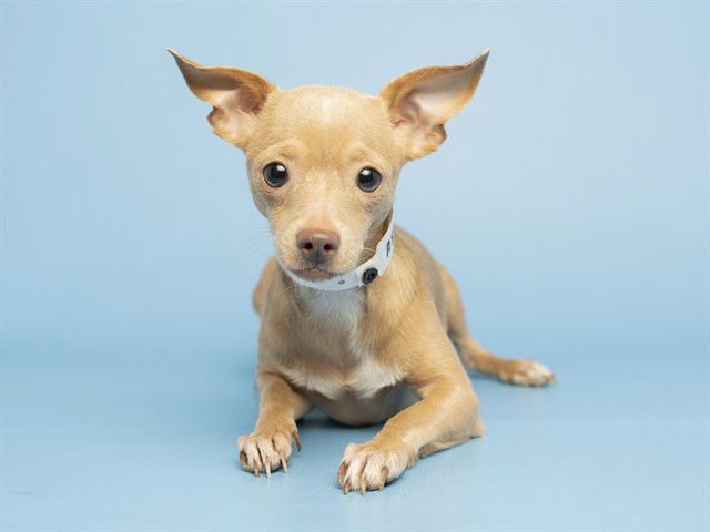 METRO BOOMIN - Chihuahua available for adoption