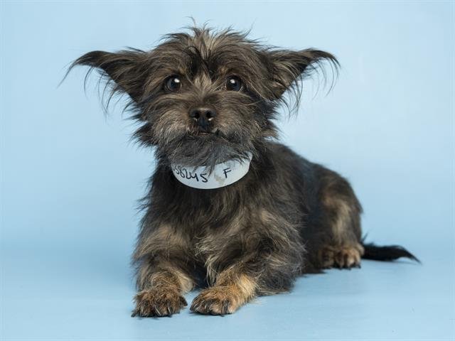 BOCCE - Cairn Terrier available for adoption