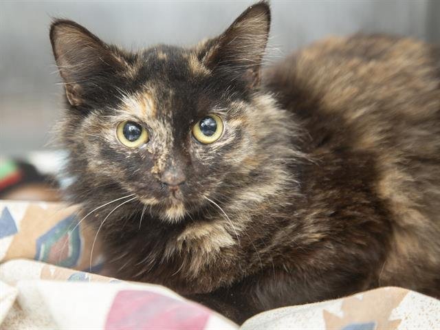 CLOVE - Domestic Short Hair available for adoption