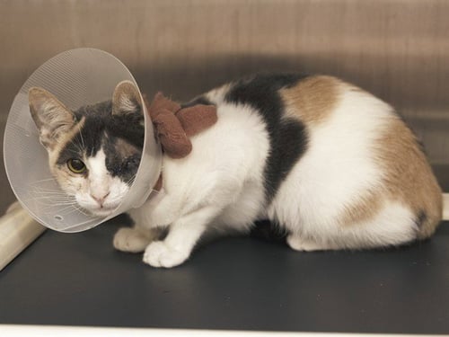 BUBBLES - Domestic Short Hair available for adoption