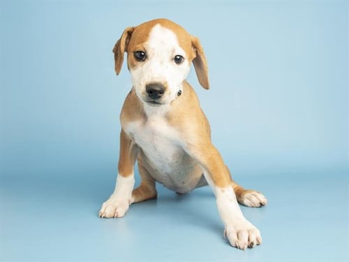 MAGNOLIA - Australian Cattle Dog/Blue Heeler / American Pit Bull Terrier available for adoption
