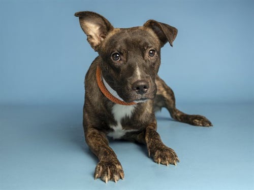 STRIPES - American Pit Bull Terrier available for adoption