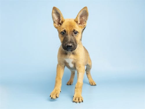 A858663 - German Shepherd Dog available for adoption