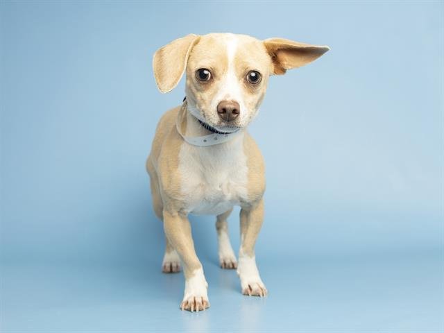 PIXIE - Chihuahua available for adoption