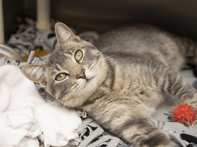 SCOTT - Domestic Short Hair available for adoption