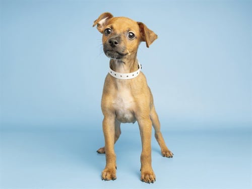 WILL - Chihuahua available for adoption