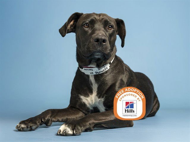 ROSE - American Pit Bull Terrier available for adoption