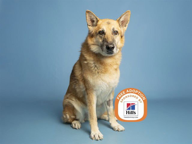 SHELLY - German Shepherd Dog available for adoption