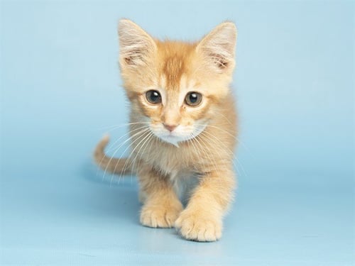 SWEET POTATO - Domestic Short Hair available for adoption