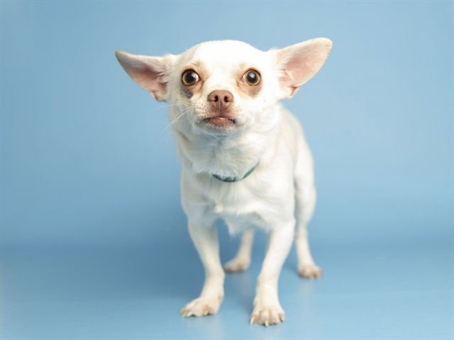 BENNETT - Chihuahua available for adoption