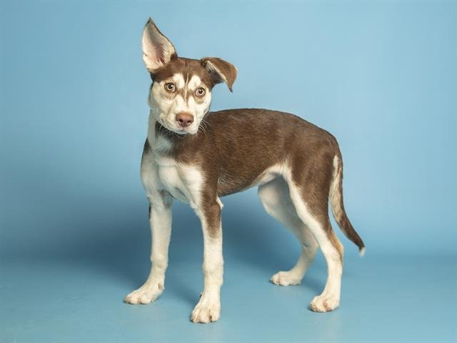 FRANKIE - Husky available for adoption