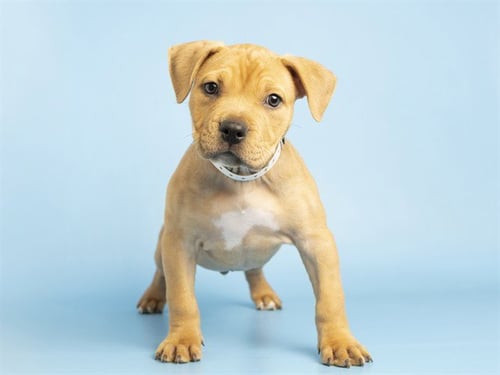 LAYNE - American Pit Bull Terrier available for adoption