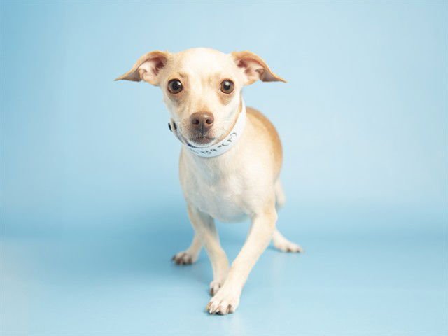 QUEEN BEE - Chihuahua available for adoption