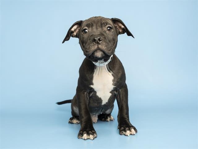 BRYER - American Pit Bull Terrier available for adoption