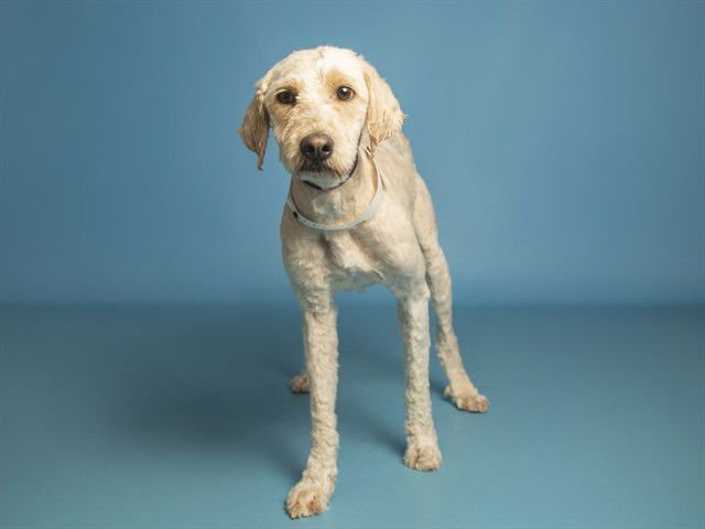 BAILEY - Poodle (Miniature) available for adoption