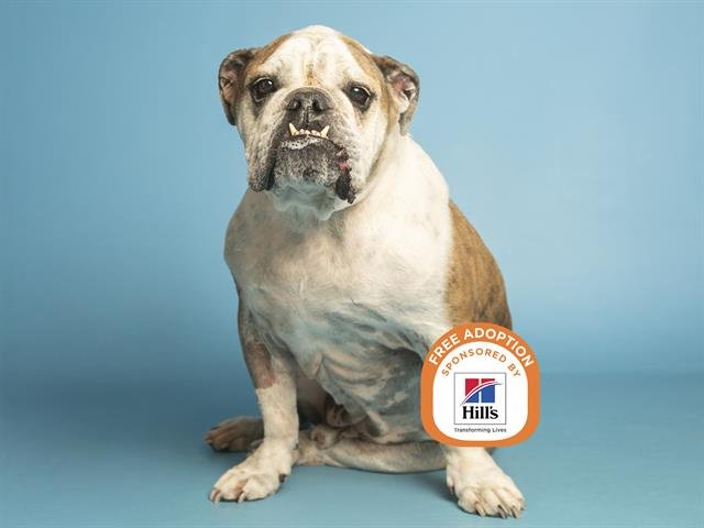 CAPTAIN - English Bulldog available for adoption