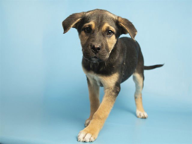 SPORTY SPICE - American Pit Bull Terrier available for adoption