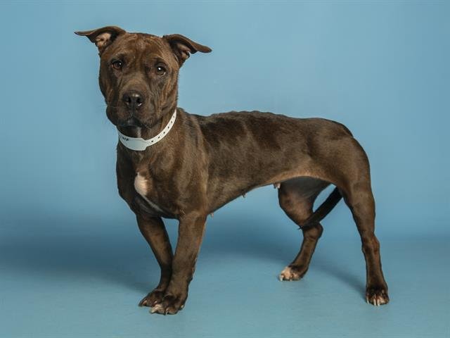 XENA - Chinese Shar-Pei / Dachshund available for adoption