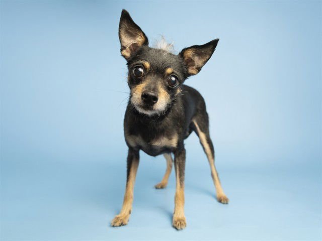 SPARKLES - Chihuahua available for adoption