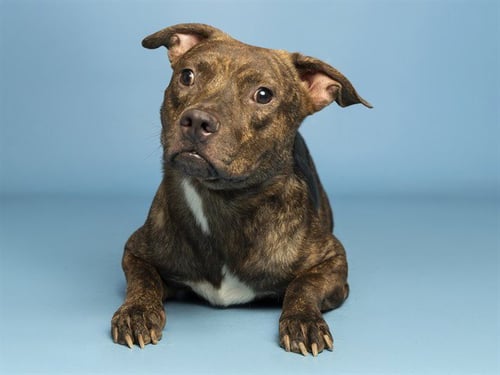 KIDD - American Pit Bull Terrier available for adoption
