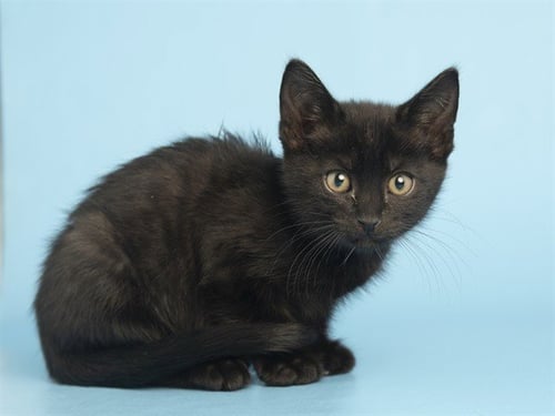 TOAST - Domestic Short Hair for adoption in Phoenix