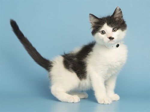 MISTER FOOF - Domestic Short Hair available for adoption