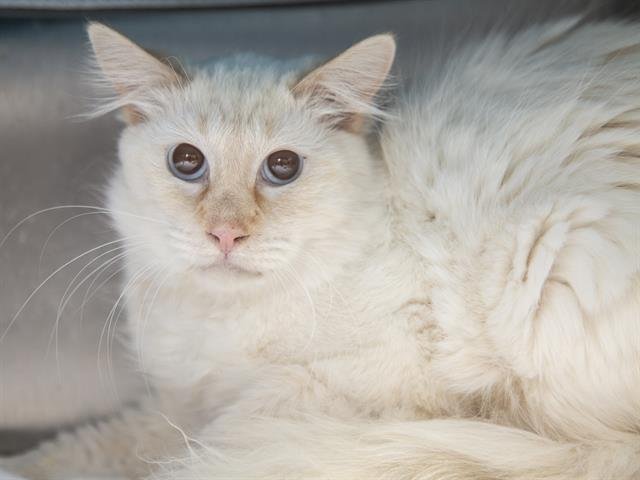 BUGS - Domestic Short Hair available for adoption