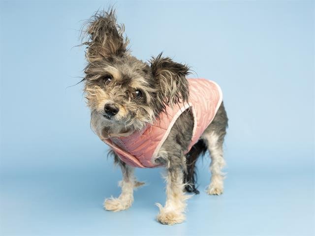 ZILLA - Yorkshire Terrier Yorkie available for adoption