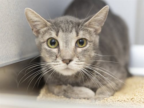 HONEY - Domestic Short Hair for adoption in Phoenix