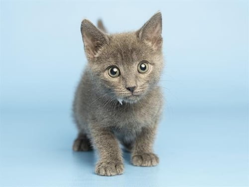 STACK - Domestic Short Hair available for adoption