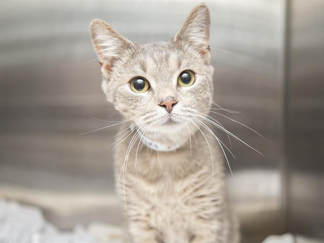 BABY SAJA - Domestic Short Hair available for adoption