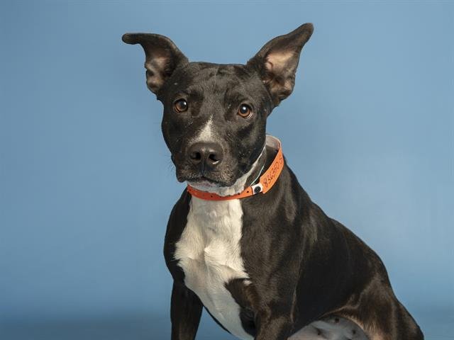 STELLA - American Pit Bull Terrier available for adoption
